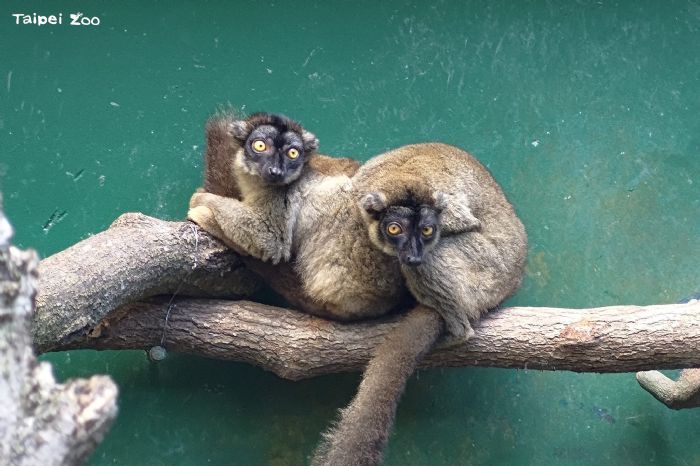 臺北市立動物園勇奪雙獎！「狐猴塗抹替代物」創意奪冠，以行為豐富化設計提升動物福祉